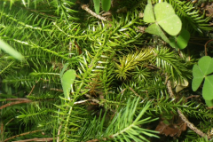 2017-07-08_10-45-33-00342