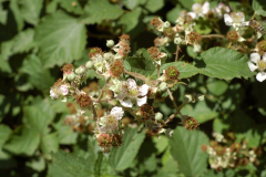 Image2019-07-04-13-07-44-0048