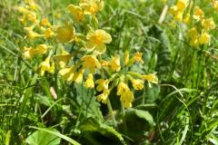 WhatsApp-Image-2026-04-25-at-19.07.05-7